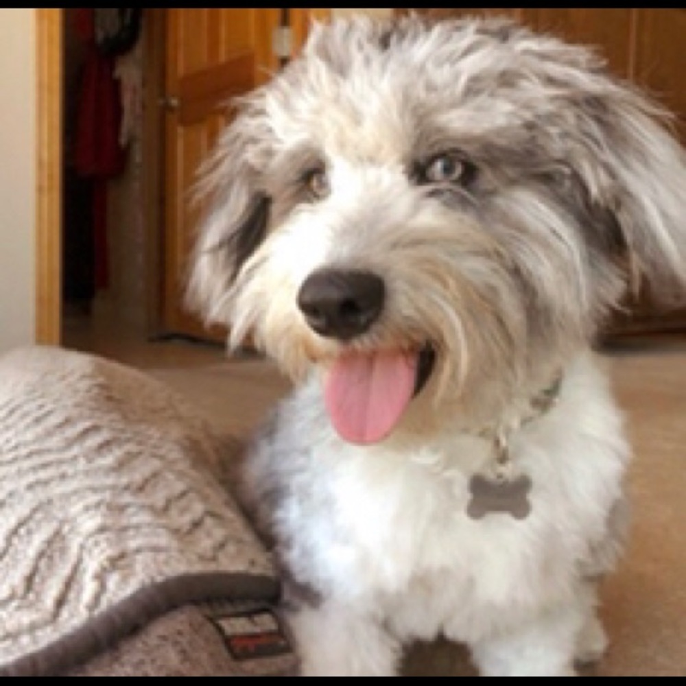 Meet your Posher, Ella